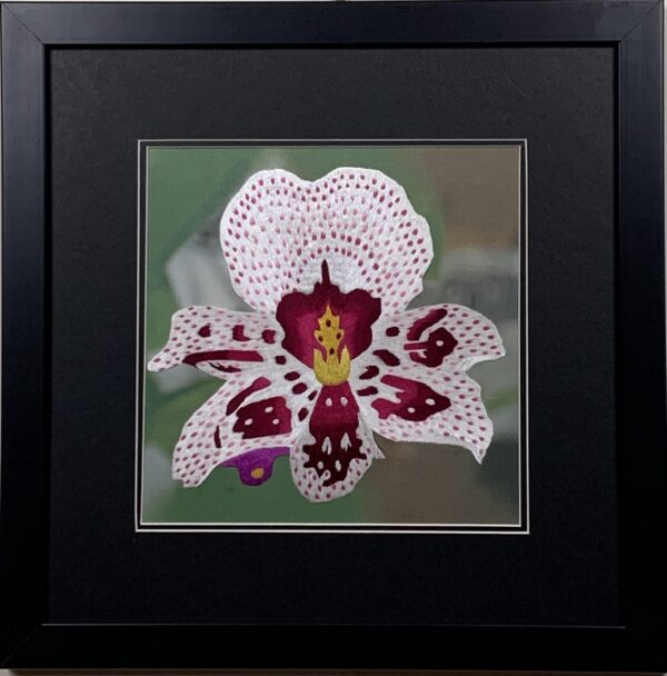 Orchid ( Medium)