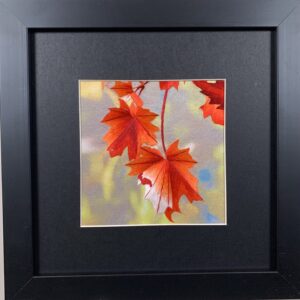 Maple Leaves (Small)