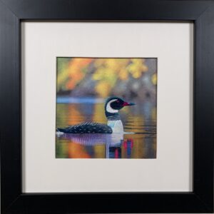 Loon (Small)