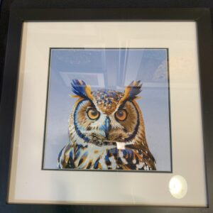 Owl (Medium)